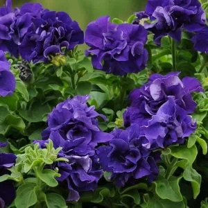 Petunia Live Plant Starter Plants - Vibrant Flowering Annuals for Outdoor Gardens - Image 1