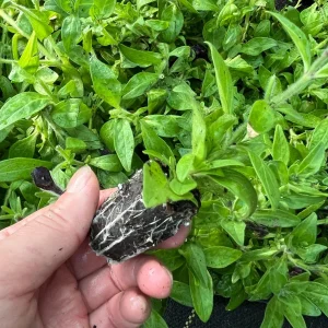 Petunia Live Plant Starter Plants - Vibrant Flowering Annuals for Outdoor Gardens - Image 2