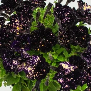 Petunia Live Plant Starter Plants - Vibrant Flowering Annuals for Outdoor Gardens - Image 3