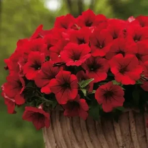 Petunia Live Plant Starter Plants - Vibrant Flowering Annuals for Outdoor Gardens - Image 4