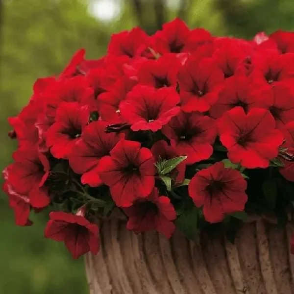 Petunia Live Plant Starter Plants - Vibrant Flowering Annuals for Outdoor Gardens - Image 4