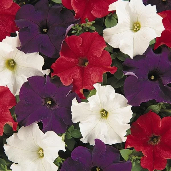 Petunia Live Plant Starter Plants - Vibrant Flowering Annuals for Outdoor Gardens - Image 5