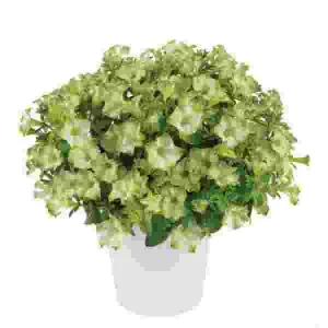 Petunia Live Plant Starter Plants - Vibrant Flowering Annuals for Outdoor Gardens - Image 6