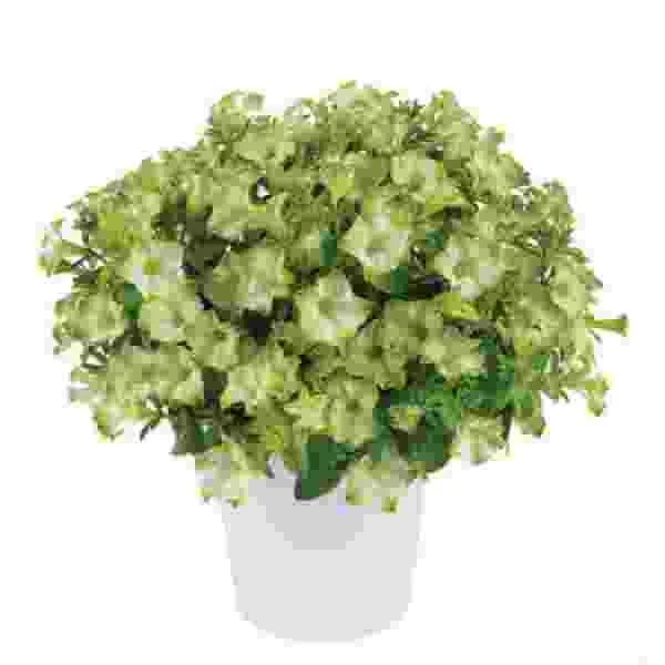 Petunia Live Plant Starter Plants - Vibrant Flowering Annuals for Outdoor Gardens - Image 6