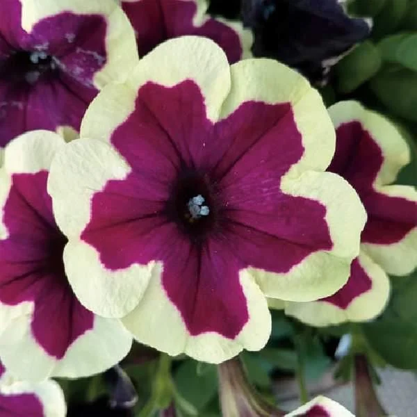 Petunia Live Plant Starter Plants - Vibrant Flowering Annuals for Outdoor Gardens - Image 7