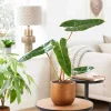 Philodendron Billietiae Live Plant 4 inch – Rare Tropical Houseplant – Orange Stems - Image 1
