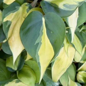 Philodendron Brasil Variegated Live Plant - Tropical Indoor Houseplant in 4 Inch Pot - Image 2