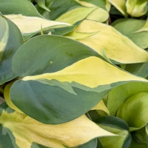 Philodendron Brasil Variegated Live Plant - Tropical Indoor Houseplant in 4 Inch Pot - Image 3