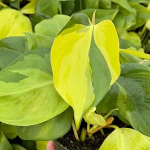 Philodendron Brasil Variegated Live Plant - Tropical Indoor Houseplant in 4 Inch Pot - Image 4