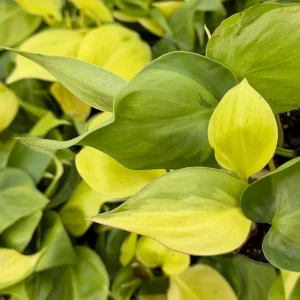 Philodendron Brasil Variegated Live Plant - Tropical Indoor Houseplant in 4 Inch Pot - Image 5