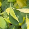 Philodendron Brasil Variegated Live Plant - Tropical Indoor Houseplant in 4 Inch Pot - Image 1