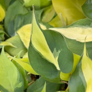 Philodendron Brasil Variegated Live Plant - Tropical Indoor Houseplant in 4 Inch Pot - Image 1