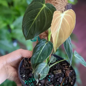 Philodendron Melanochrysum Live Plant 4" Starter - Velvet Aroid Houseplant - Image 2