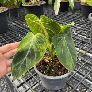 Philodendron Melanochrysum Live Plant 4" Starter - Velvet Aroid Houseplant - Image 1