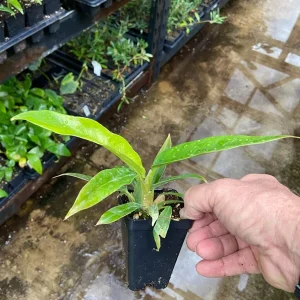 Philodendron Narrow 'Jungle Boogie' Live Plant - Potted Houseplant, 3-4 inch - Image 1