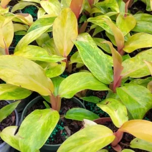 Philodendron Orange Marmalade Live Plant – 4" Pot – Rare Indoor Houseplant - Image 2