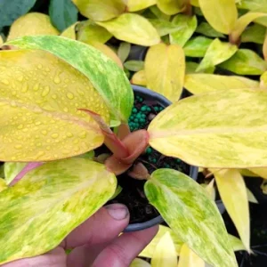 Philodendron Orange Marmalade Live Plant – 4" Pot – Rare Indoor Houseplant - Image 1