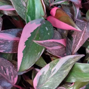 Philodendron Pink Princess Galaxy Marble Live Plant - 4 inch Pot - Image 2