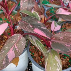 Philodendron Pink Princess Galaxy Marble Live Plant - 4 inch Pot - Image 1