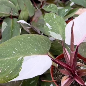 Philodendron Red Anderson Live Plant - Variegated Indoor Houseplant in 4 Inch Pot - Image 2