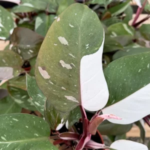 Philodendron Red Anderson Live Plant - Variegated Indoor Houseplant in 4 Inch Pot - Image 3