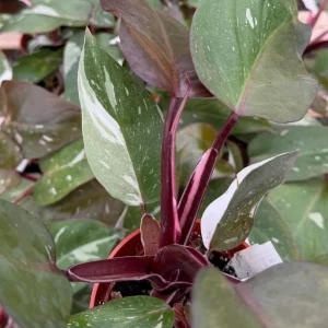 Philodendron Red Anderson Live Plant - Variegated Indoor Houseplant in 4 Inch Pot - Image 4