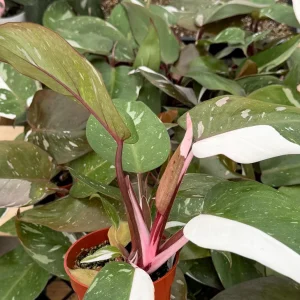 Philodendron Red Anderson Live Plant - Variegated Indoor Houseplant in 4 Inch Pot - Image 5
