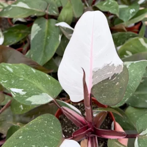 Philodendron Red Anderson Live Plant - Variegated Indoor Houseplant in 4 Inch Pot - Image 1