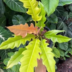Philodendron Ring of Fire Live Plant – Rare Variegated Houseplant – 4 inch - Image 2