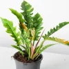 Philodendron Ring of Fire Live Plant – Rare Variegated Houseplant – 4 inch - Image 1