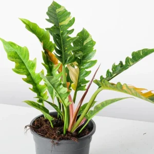 Philodendron Ring of Fire Live Plant – Rare Variegated Houseplant – 4 inch - Image 1