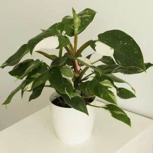 Philodendron White Princess Live Plant – Rare Variegated Indoor Plant – 3 inch - Image 10