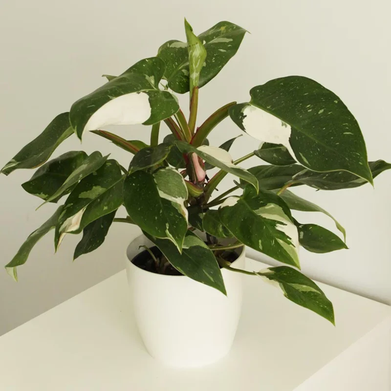 Philodendron White Princess Live Plant – Rare Variegated Indoor Plant – 3 inch - Image 10