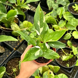Philodendron White Princess Live Plant – Rare Variegated Indoor Plant – 3 inch - Image 2