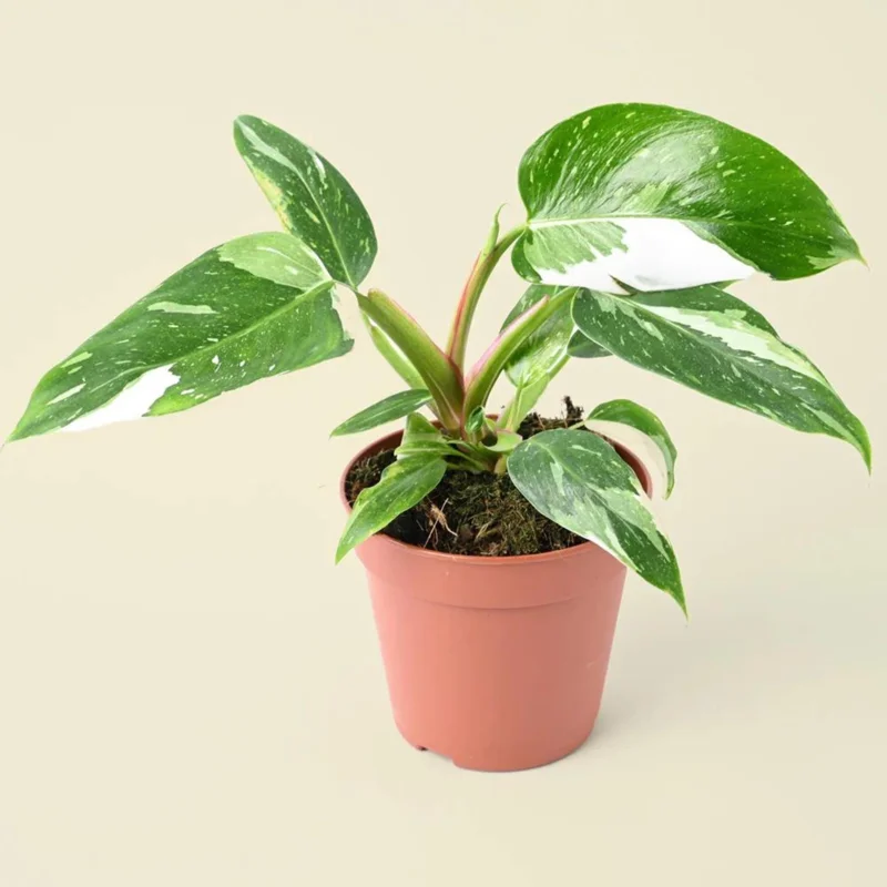 Philodendron White Princess Live Plant – Rare Variegated Indoor Plant – 3 inch - Image 1