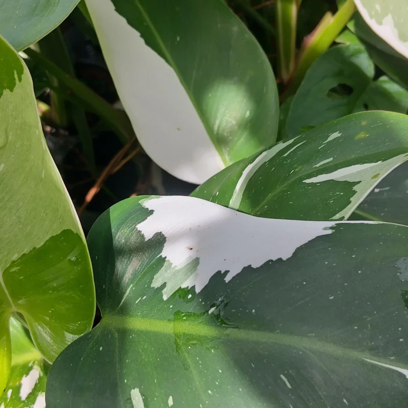 Philodendron White Princess Live Plant – Rare Variegated Indoor Plant – 3 inch - Image 3