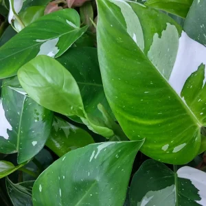 Philodendron White Princess Live Plant – Rare Variegated Indoor Plant – 3 inch - Image 4