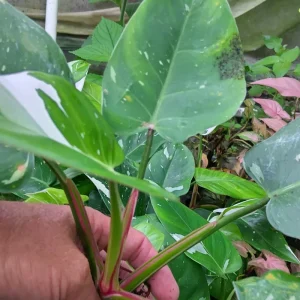 Philodendron White Princess Live Plant – Rare Variegated Indoor Plant – 3 inch - Image 5