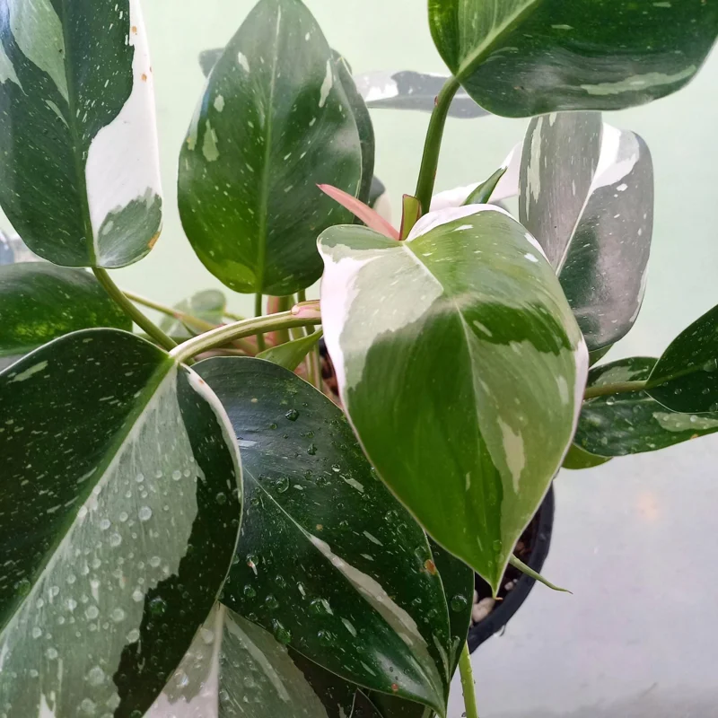 Philodendron White Princess Live Plant – Rare Variegated Indoor Plant – 3 inch - Image 6