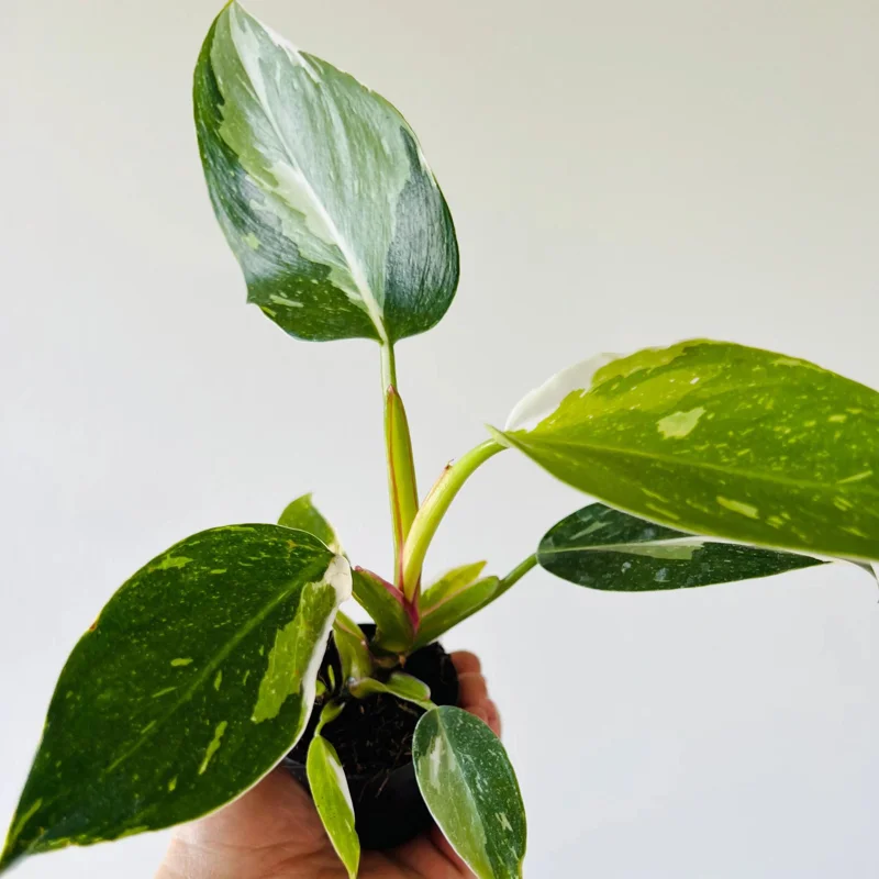 Philodendron White Princess Live Plant – Rare Variegated Indoor Plant – 3 inch - Image 7