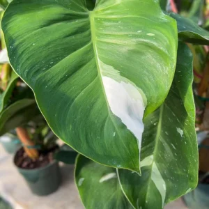Philodendron White Princess Live Plant – Rare Variegated Indoor Plant – 3 inch - Image 8
