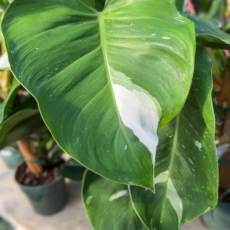 Philodendron White Princess Live Plant – Rare Variegated Indoor Plant – 3 inch - Image 8