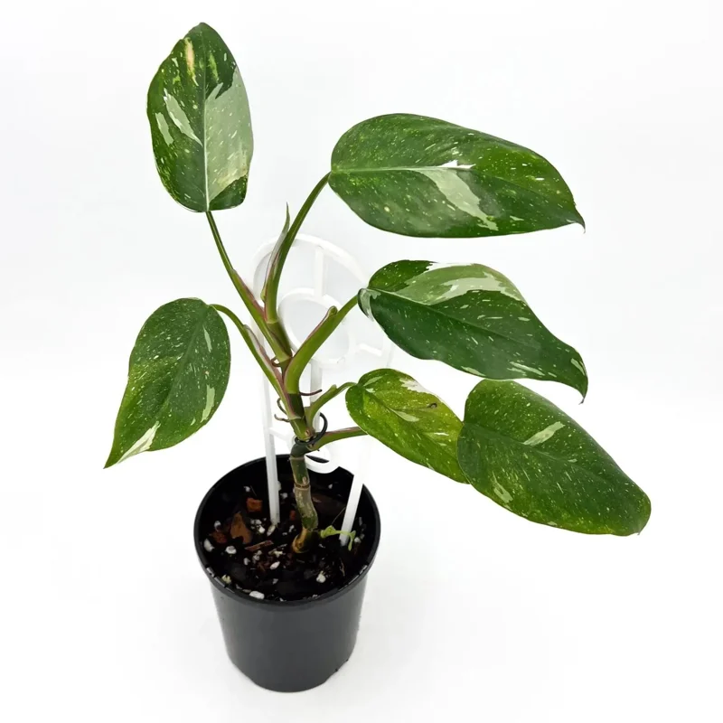 Philodendron White Princess Live Plant – Rare Variegated Indoor Plant – 3 inch - Image 9