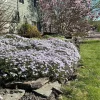 Phlox Subulata 'Blue' Live Plant – Blue Creeping Phlox Groundcover – 2.5x3.5 inch Pot - Image 1