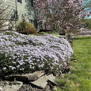 Phlox Subulata 'Blue' Live Plant – Blue Creeping Phlox Groundcover – 2.5x3.5 inch Pot - Image 1