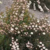 Physocarpus Alouette Ninebark Shrub – Starter Live Plant – 4-6 Inch – Zone 4-9 Outdoor - Image 1