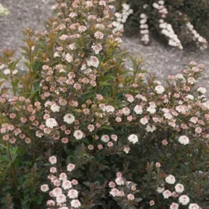 Physocarpus Alouette Ninebark Shrub – Starter Live Plant – 4-6 Inch – Zone 4-9 Outdoor - Image 1