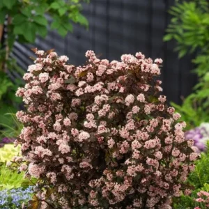 Physocarpus Little Joker Shrub Live Plant - Dark Burgundy Foliage - 8-12 Inch Starter - Image 1