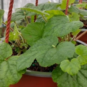 Piggyback Plant - 1 Live Plant, 6 inch Hanging Pot - Houseplant - Image 2