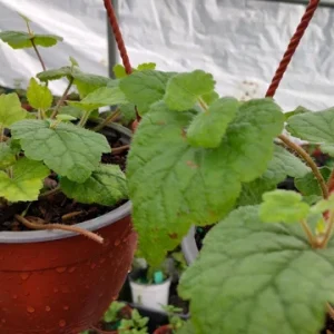 Piggyback Plant - 1 Live Plant, 6 inch Hanging Pot - Houseplant - Image 3
